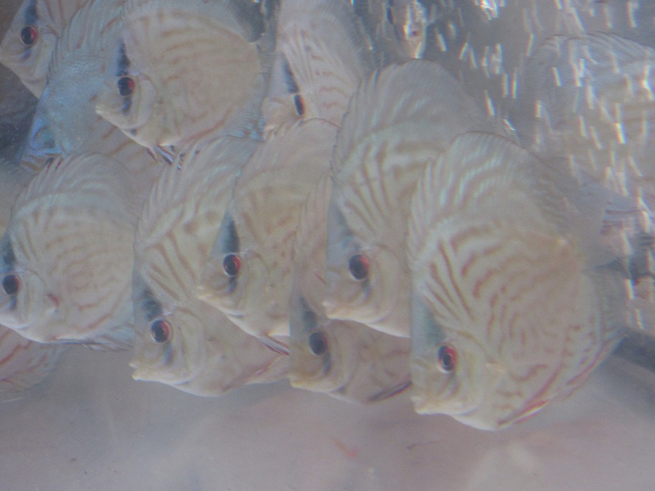 BV7幼魚 1