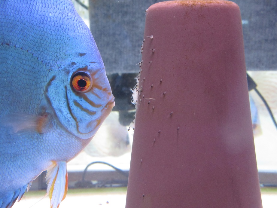 20141201稚魚