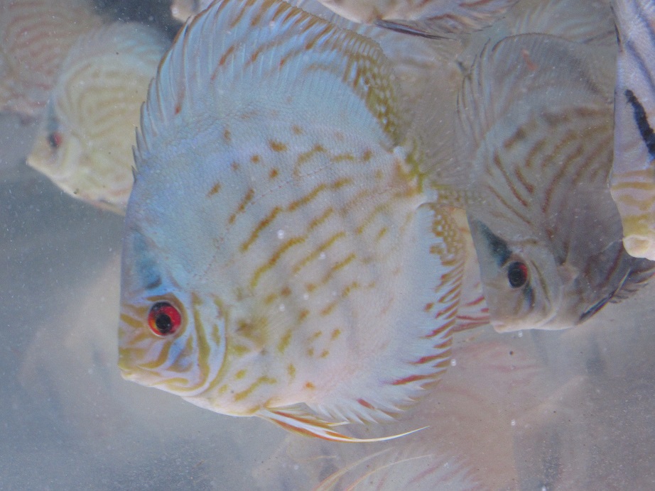 20141204 JWセルーリア若魚