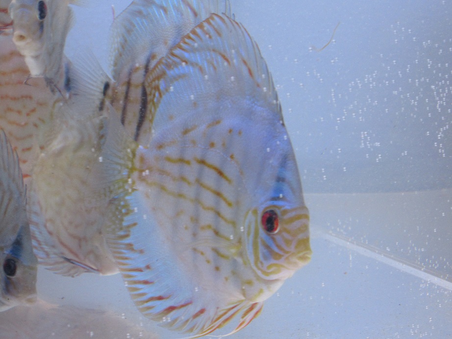 20141204 JWセルーリア若魚 2