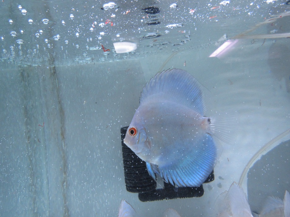 20141211ブルーダイヤ幼魚