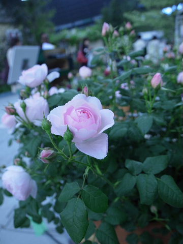 国バラ2012#6