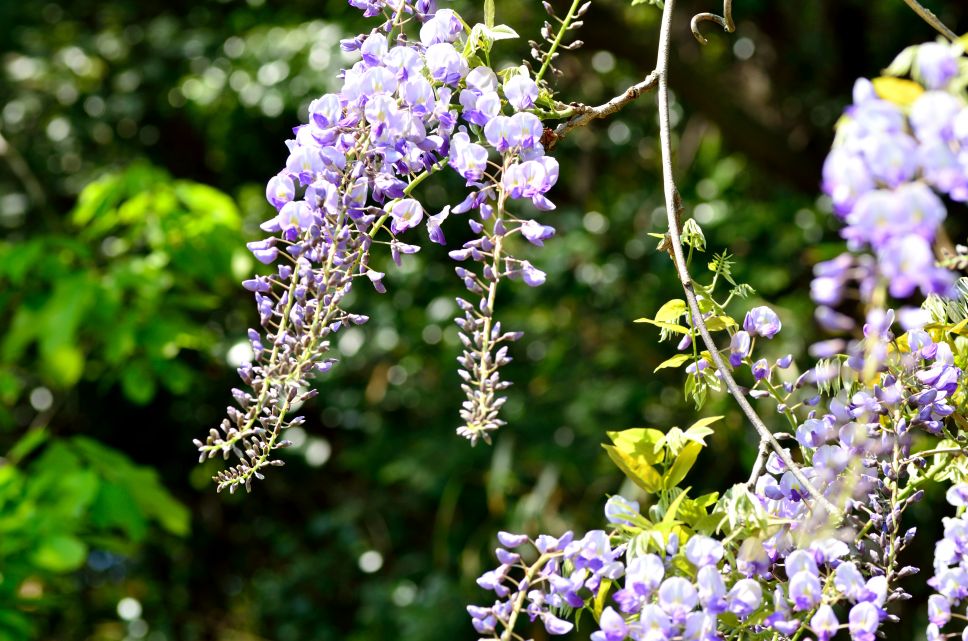 DSC_0896.jpg