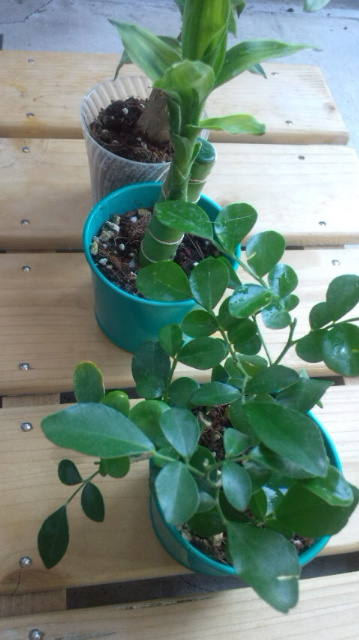 観葉植物