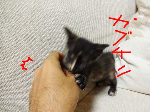 12092519.jpg