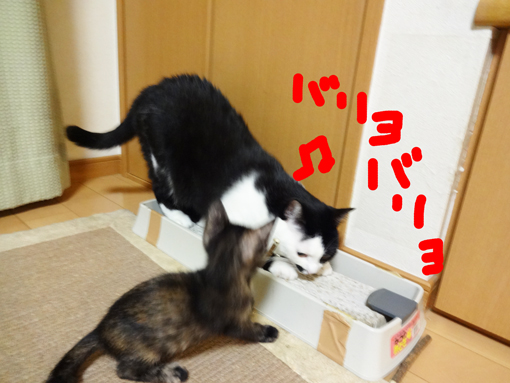 1210111.jpg