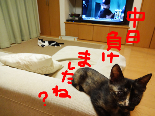 1210231.jpg