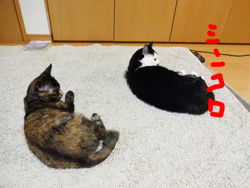 1301133.jpg