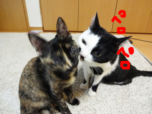1301134.jpg