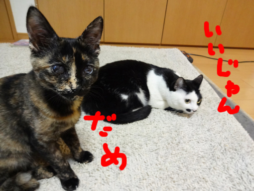 1301136.jpg