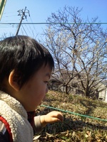 梅とぽん