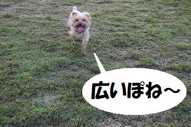 dog217.jpg