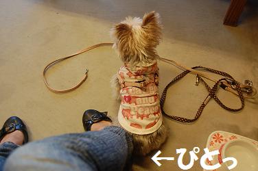 dog227.jpg