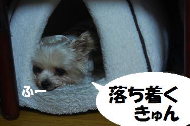 dog228.jpg