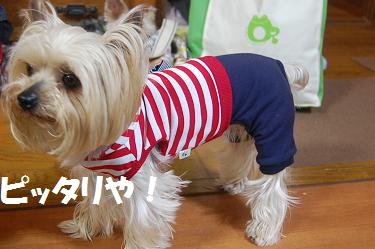 dog247.jpg