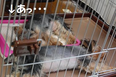 dog248.jpg