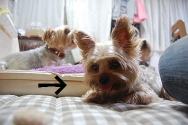 dog273.jpg