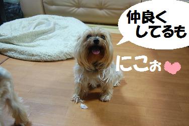 dog291.jpg