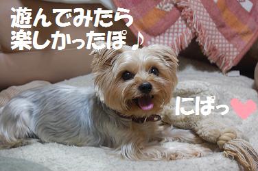dog292.jpg