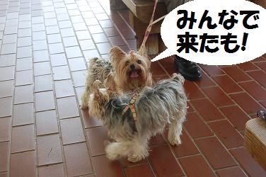 dog294.jpg