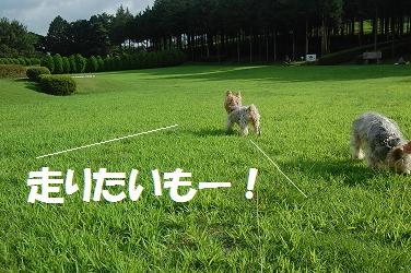 dog296.jpg