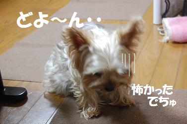 dog302.jpg