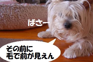 dog318.jpg