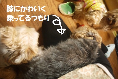 dog429.jpg