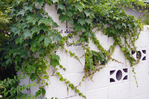 DSC03810.gif