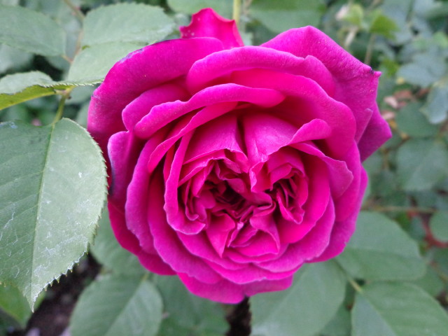 DSC00312_1.jpg