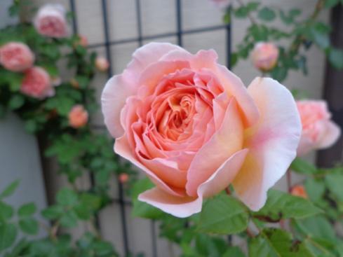 DSC00375_1.jpg
