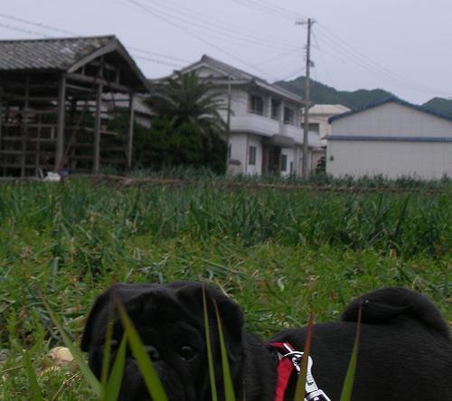 0519こんにちわー