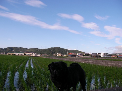 真っ黒716
