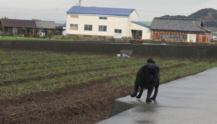 1126かく