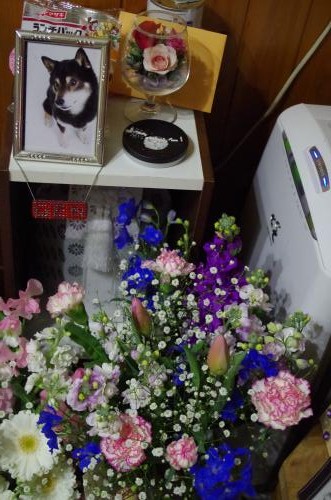 2013_0106_180411-IMGP0989_convert_20130110105529.jpg