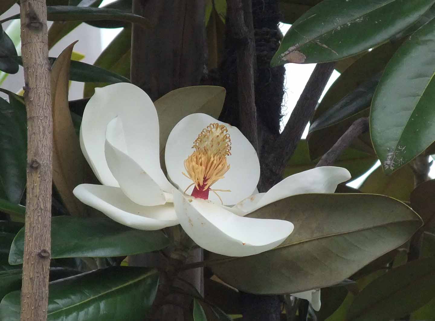 神戸だより 改め 松戸だより タイサンボクの白い花