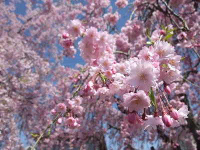 mini_45_sakura_DSCF3298.jpg