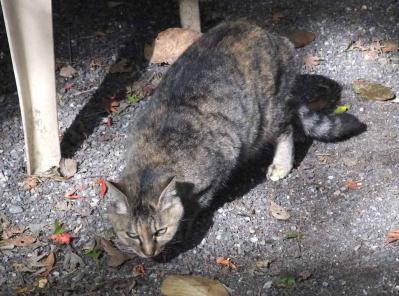 mini_82_neko_DSCF9059.jpg