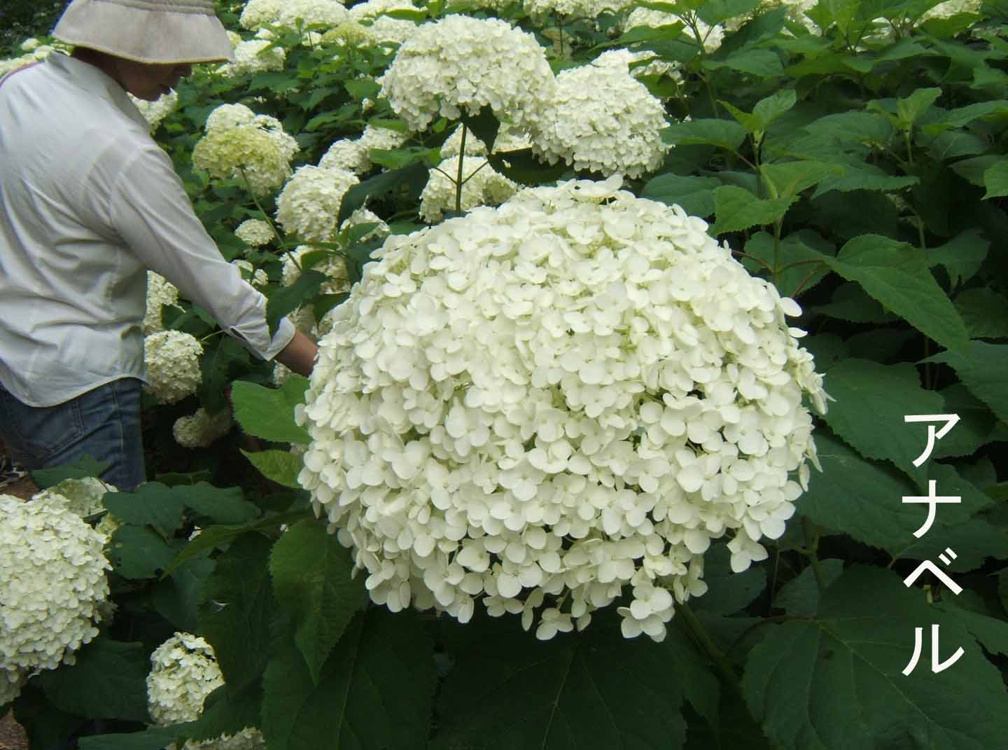 神戸だより 改め 松戸だより 大輪の紫陽花 アナベルの白い花 ﾟdﾟ
