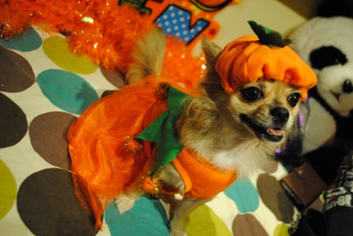 032_20141121115728b2e.jpg