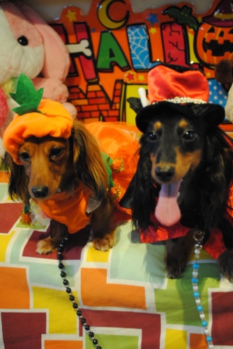 060_20141115114556fe0.jpg