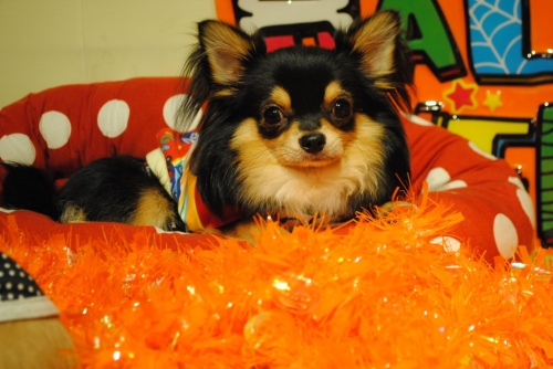 075_2014112115331409a.jpg