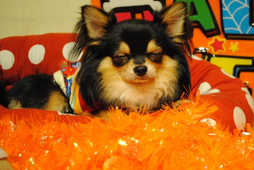 076_20141121153653ae9.jpg