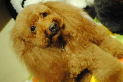 080_2014102723083501c.jpg