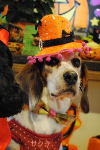 094_20141121154414ec6.jpg