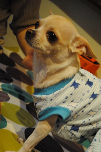 118_20141115120139e4c.jpg