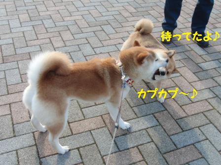 さくらちゃん