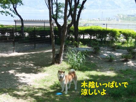 木陰