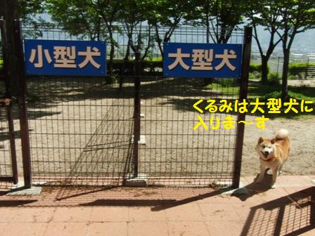 大型犬