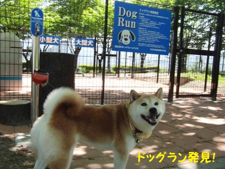 ドッグラン